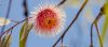 Blossom flower on a gumtree