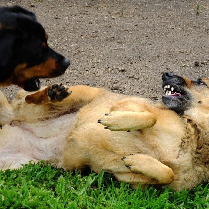 Dogs showing teeth