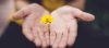 Hands holding a yellow flower