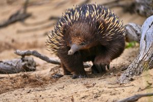 An echidna walking on sand