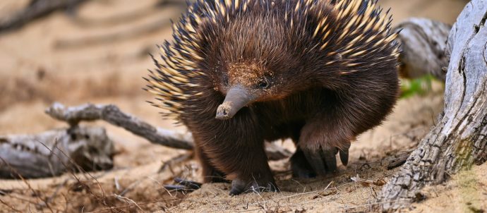 An echidna walking on sand