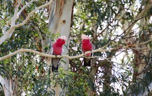 Two pink galahs on a branch