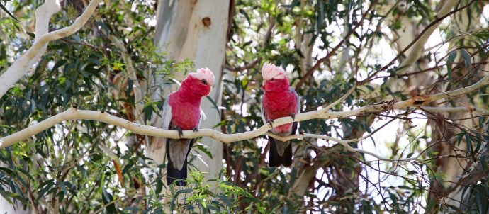 Two pink galahs on a branch