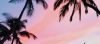 palm trees against a sunset