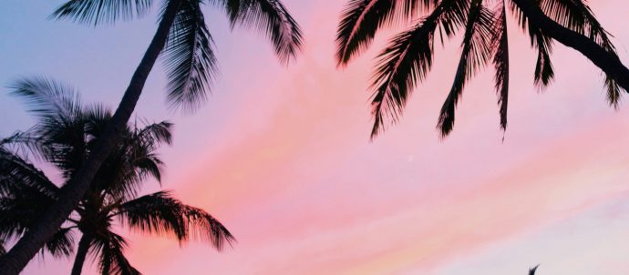 palm trees against a sunset