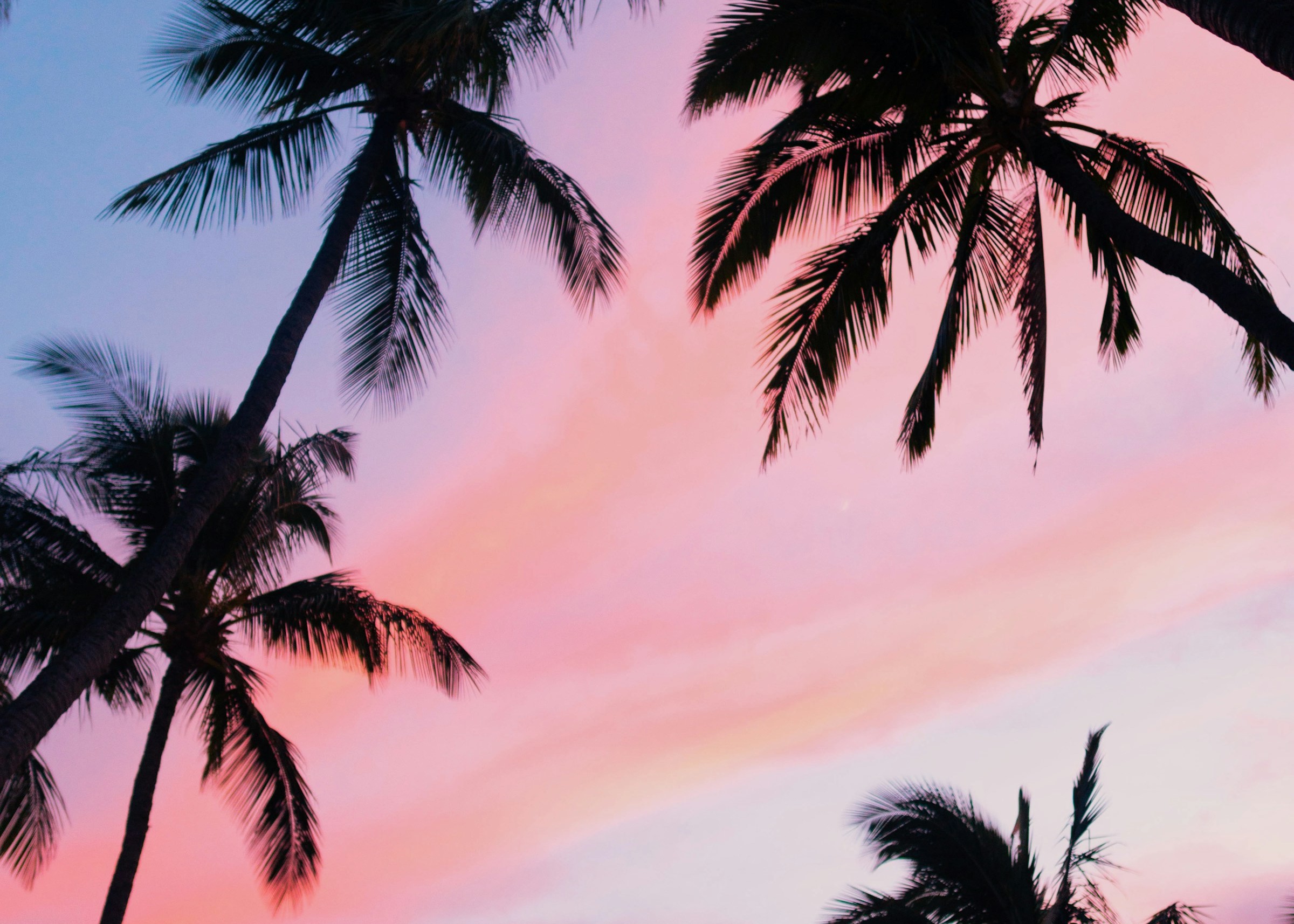palm trees against a sunset